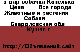 в дар собачка Капелька › Цена ­ 1 - Все города Животные и растения » Собаки   . Свердловская обл.,Кушва г.